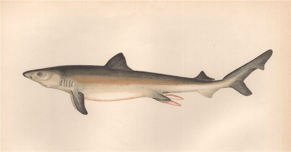 GREAT WHITE SHARK. Carcharodon carcharias. COUCH. Fish 1862 old antique print